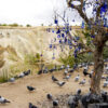 evil-eye-tree-pigeons-uchisar-cappadocia-turkey