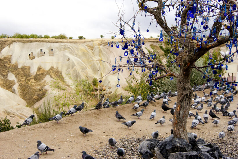 evil-eye-tree-pigeons-uchisar-cappadocia-turkey